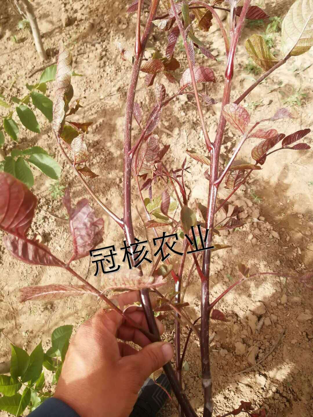 廠家供應(yīng)二年紅仁核桃苗8cm以上 紅核桃兩年嫁接核桃苗 兩年核桃苗 紅仁核桃苗 冠核紅皮核桃苗基地10棵起批