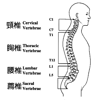 分離性感覺障礙——脊髓空洞癥