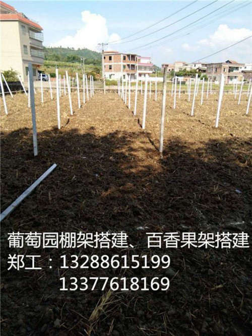 邵武百香果棚搭建價格_邵武百香果園搭建(多圖)-寧德百香果園棚架搭建_寧德百香果棚搭建價格