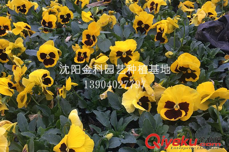 花卉批發廠家