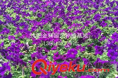 花卉批發(fā)廠家