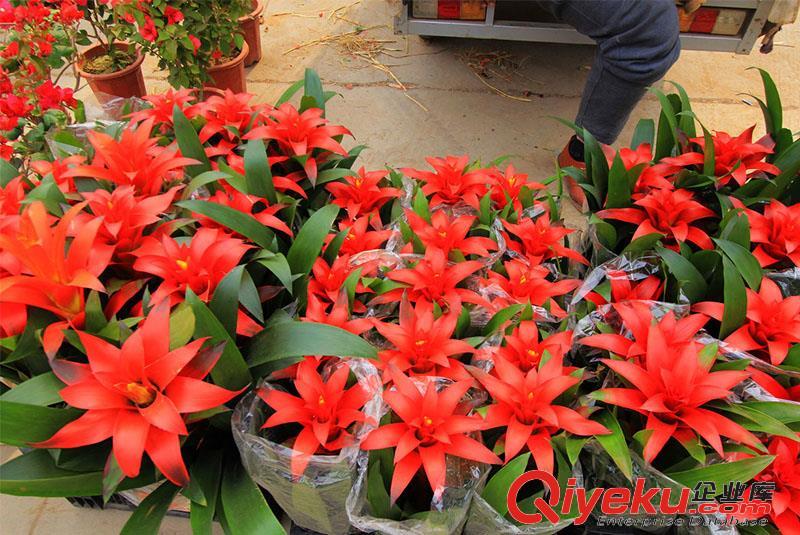 沈陽(yáng)草花種植基地