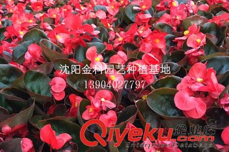 花卉批發(fā) 