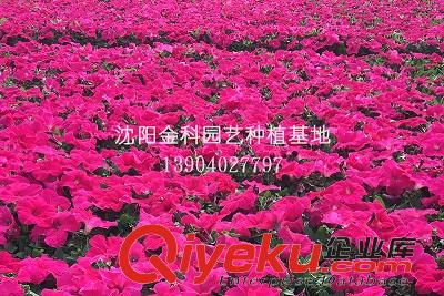 沈陽(yáng)草花種植基地 