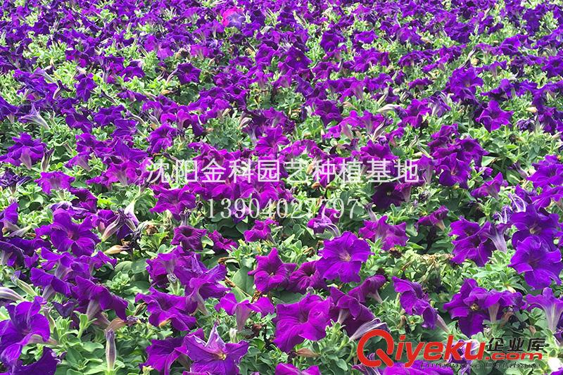 花卉批發(fā)廠家 