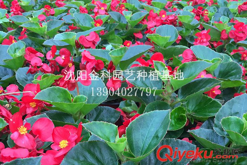 草花批發(fā) 