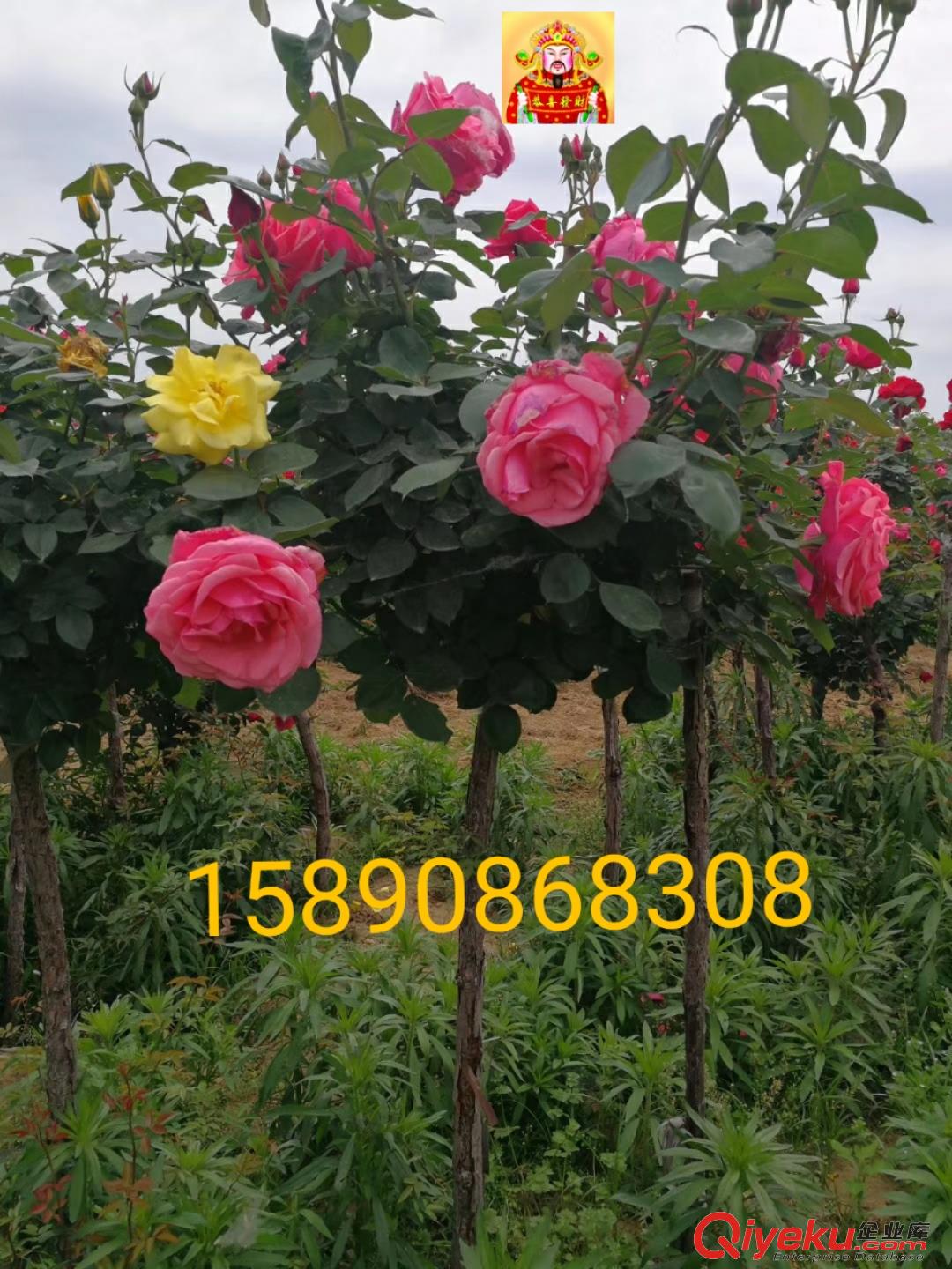 供應3公分樹狀月季，獨桿月季，樹樁月季，高桿月季，月季樹