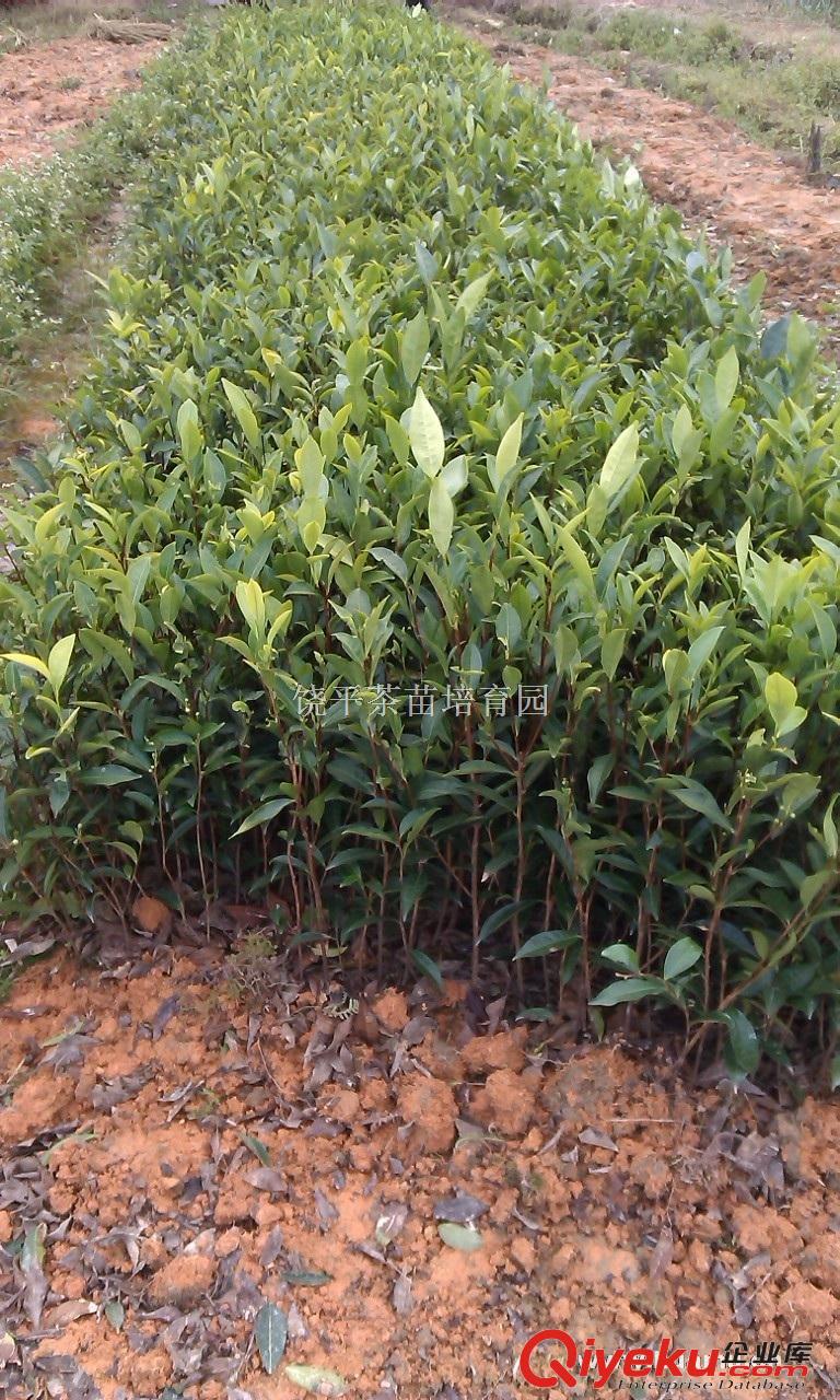 烏葉茶苗，鴨屎香單樅茶苗，鋸朵茶苗