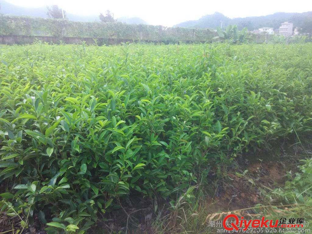 鋸朵茶苗，鳳凰單樅茶苗，托富單樅茶苗原始圖片2