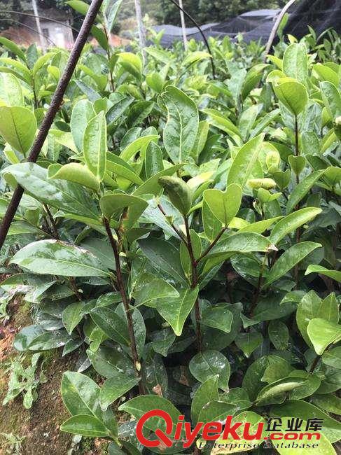 鋸朵茶苗，鳳凰單樅茶苗，托富單樅茶苗原始圖片3
