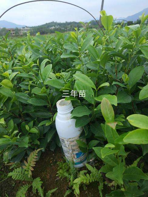 白葉茶苗，鳳凰單樅茶苗，鴨屎香茶苗