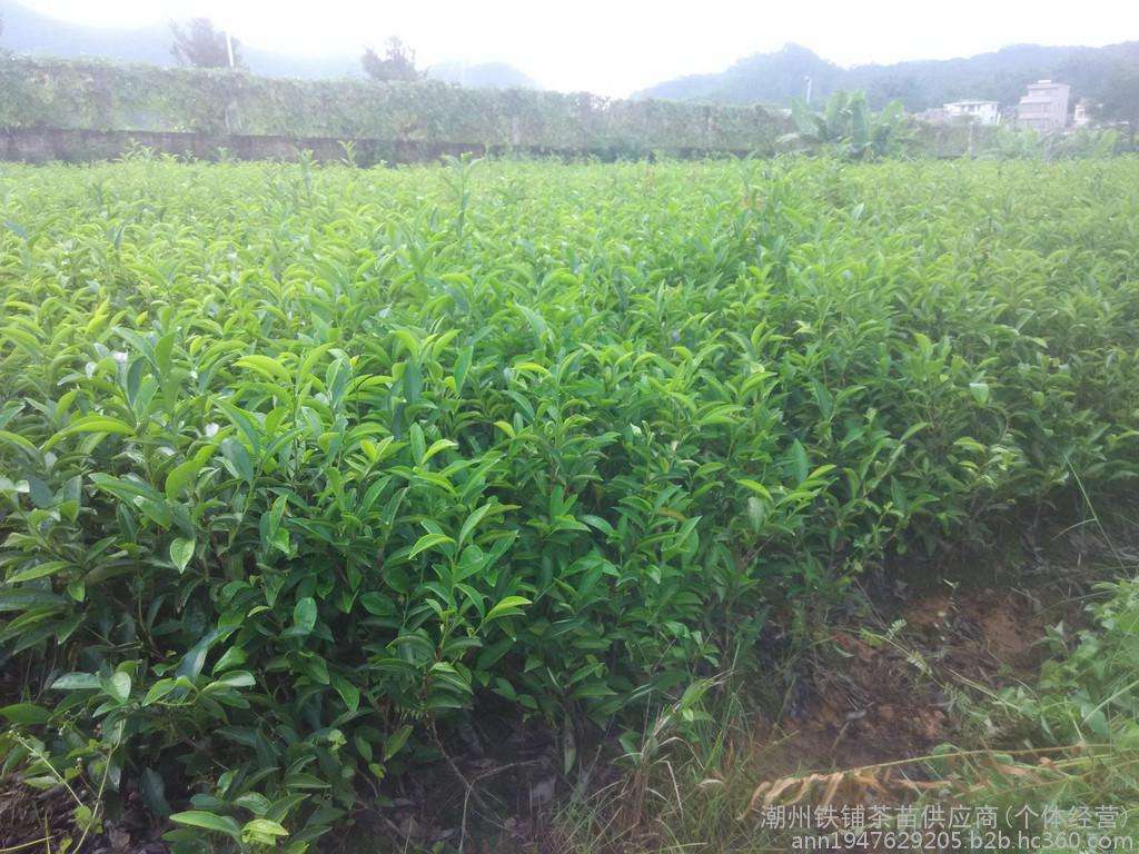 乌叶单枞茶苗-鸭屎香茶苗-锯朵茶苗