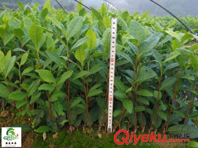 托富茶苗，鴨屎香單樅茶苗，八仙茶苗