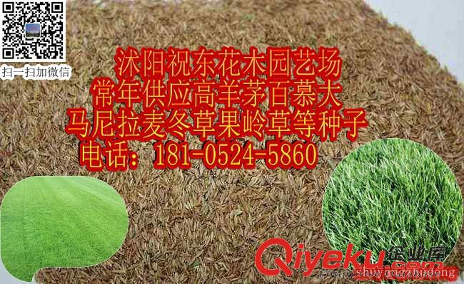 供應(yīng)高羊茅、馬尼拉、麥冬草、狗牙根、百慕大等草坪種子