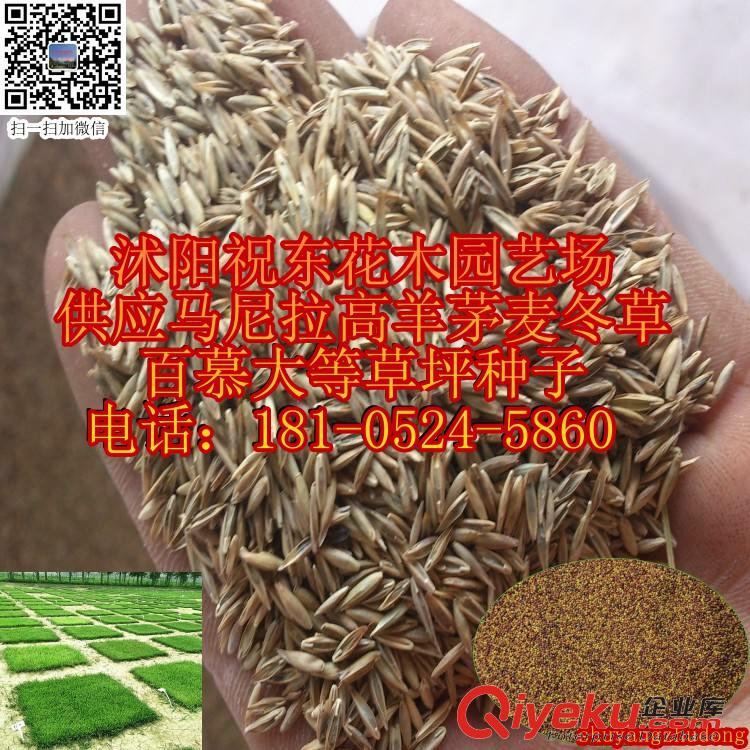 供應(yīng)高羊茅、馬尼拉、麥冬草、狗牙根、百慕大等草坪種子