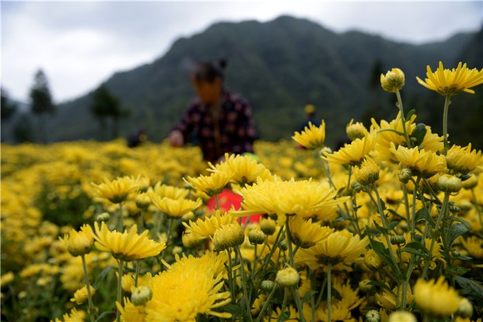 萍鄉(xiāng)大陽菊、菊花苗、杭白菊作用