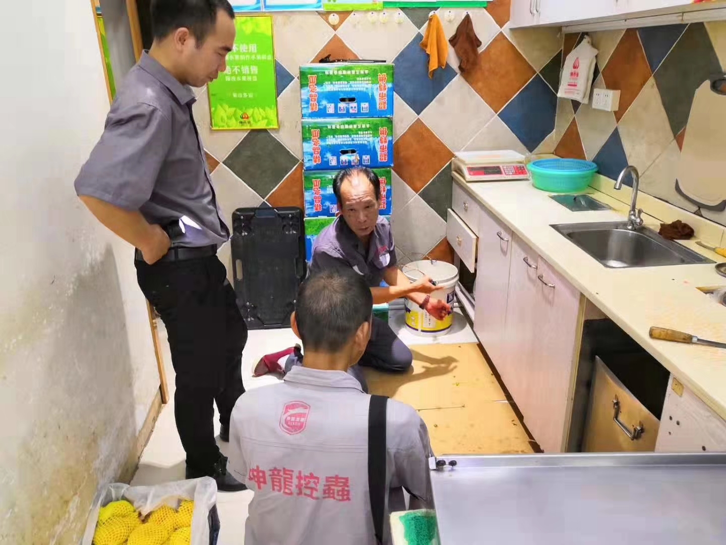 南昌 滅鼠 滅老鼠 防老鼠 抓老鼠 捕老鼠 捉老鼠 除老鼠 服務 公司