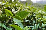 2020上海国际xx茶产业展览会-茶博会
