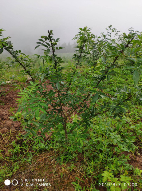 黃華干花椒九成開口的價(jià)格