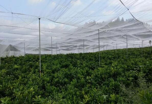 螞蚱網拼接使用的絲網耐氧化的紗網直銷蝗蟲養殖網